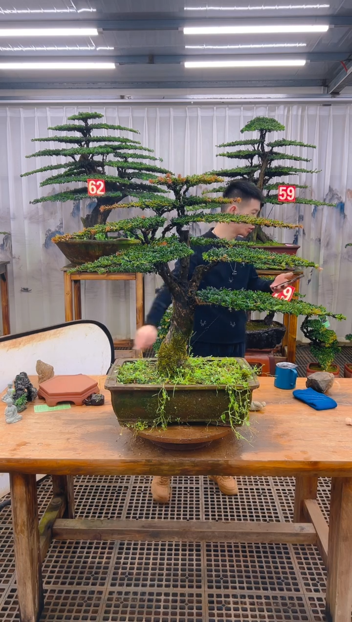 无花朵宵*军精品盆景直播间一物一拍