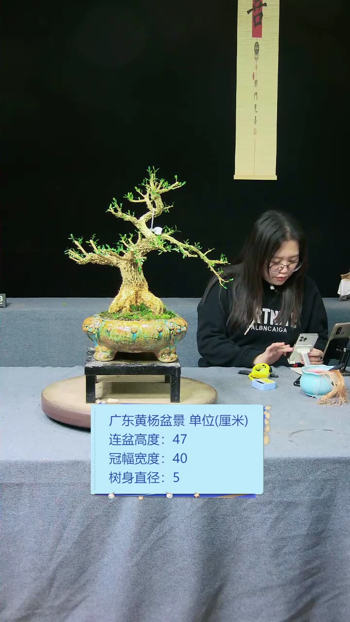 【闪购商品】黄杨盆景黄杨盆景
