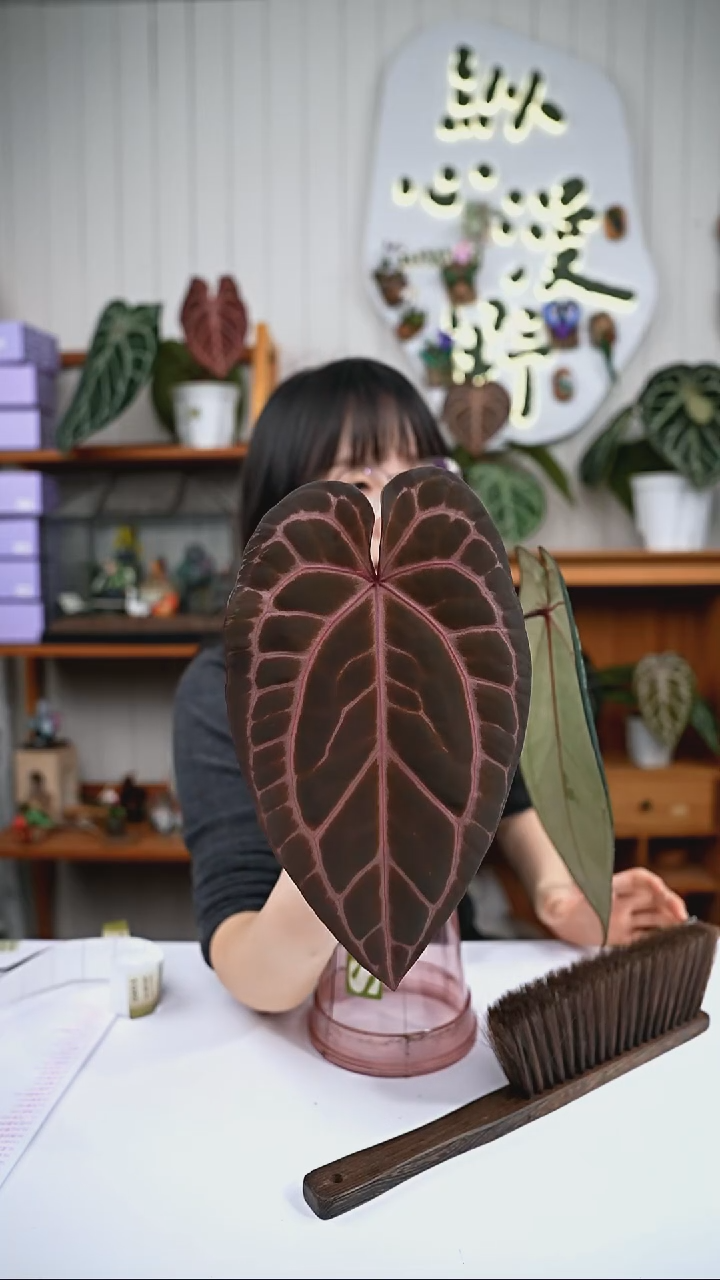 完全开放y79红水晶杂