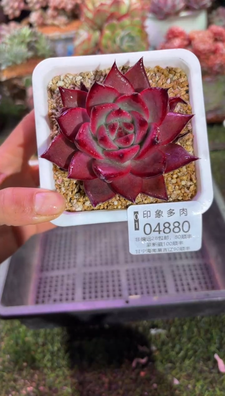 【闪购商品】04880