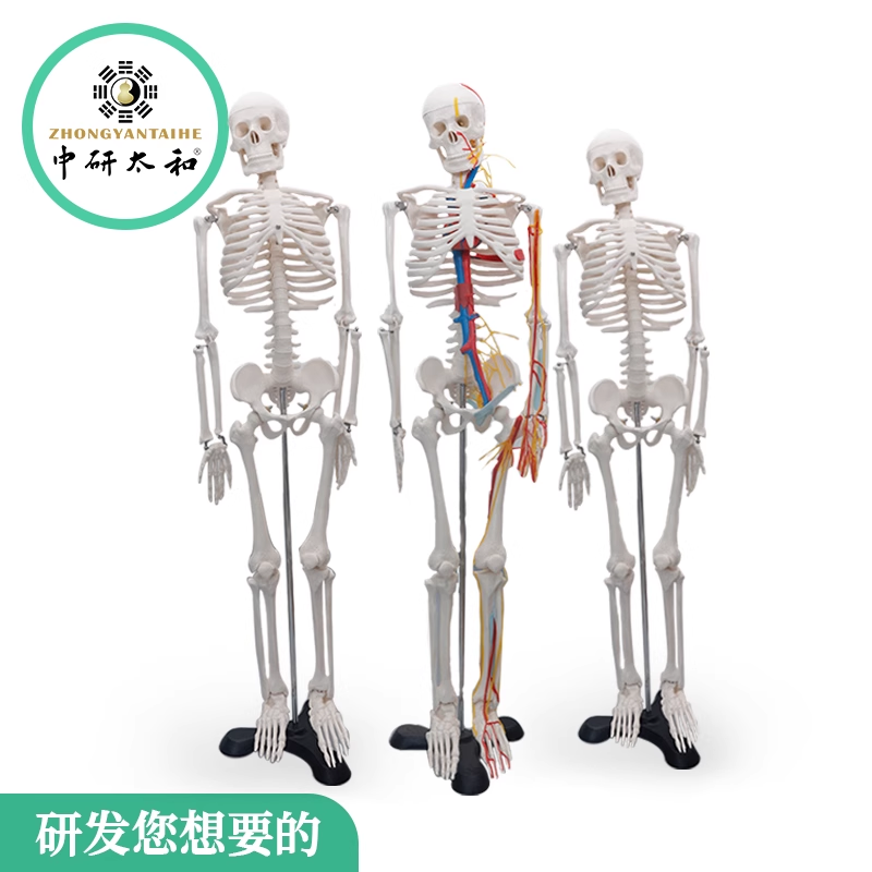 人体骨骼带心脏与血管模型85CM 人体模型关节骨架模型 多功能工具