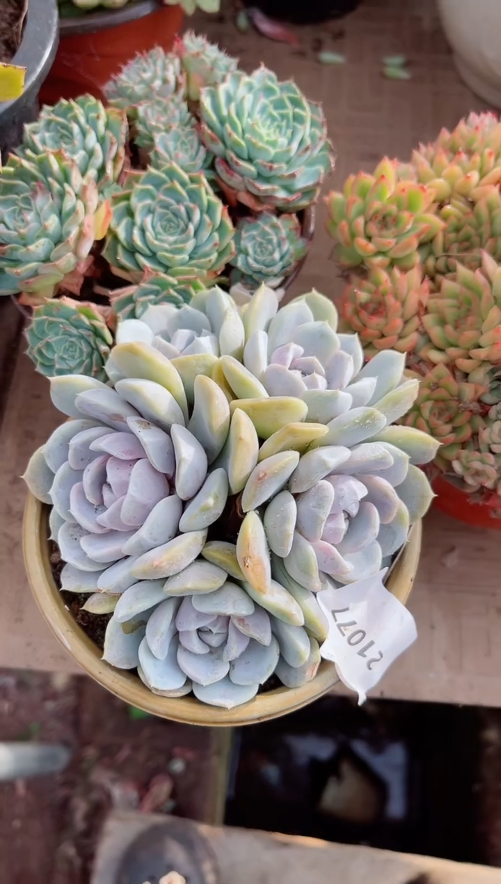 ?多肉植物一物一拍21077