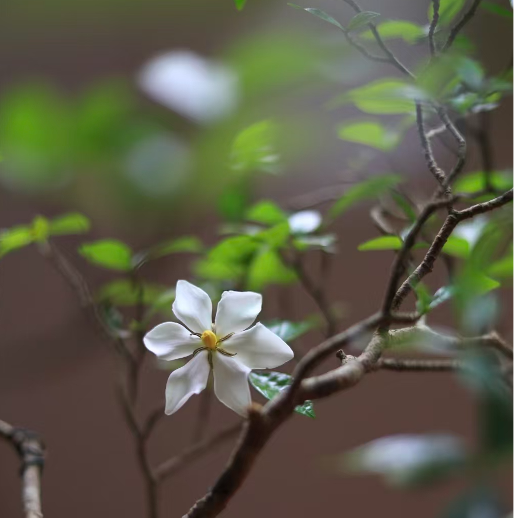 高山海岛栀子花小叶春花杜鹃花生桩盆景 直播间一物一拍