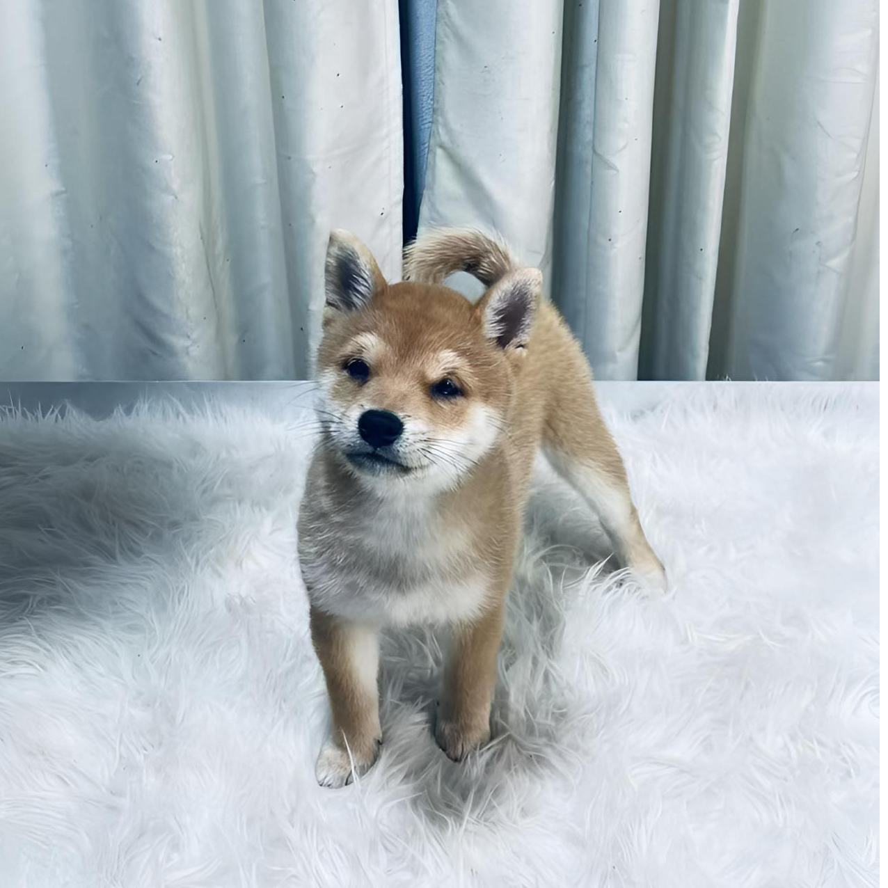 D4豆柴宠物狗小黑豆儿子（毕业豆柴）