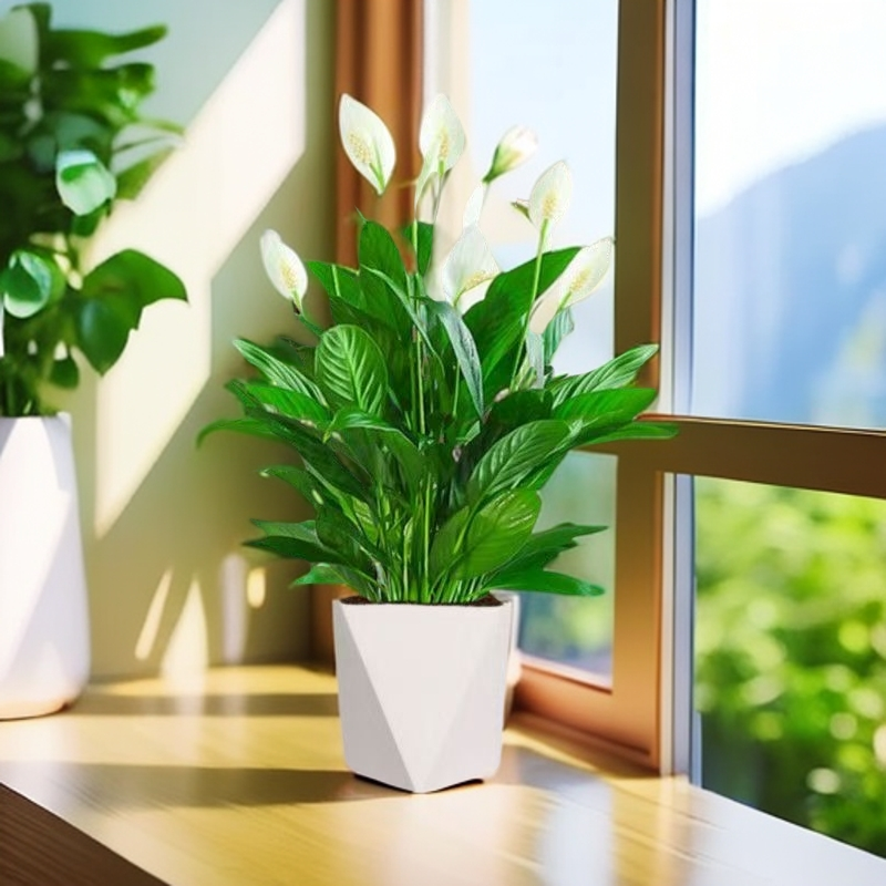 白掌一帆风顺水培四季开花年宵花卉绿植物盆栽水培白掌室内客厅