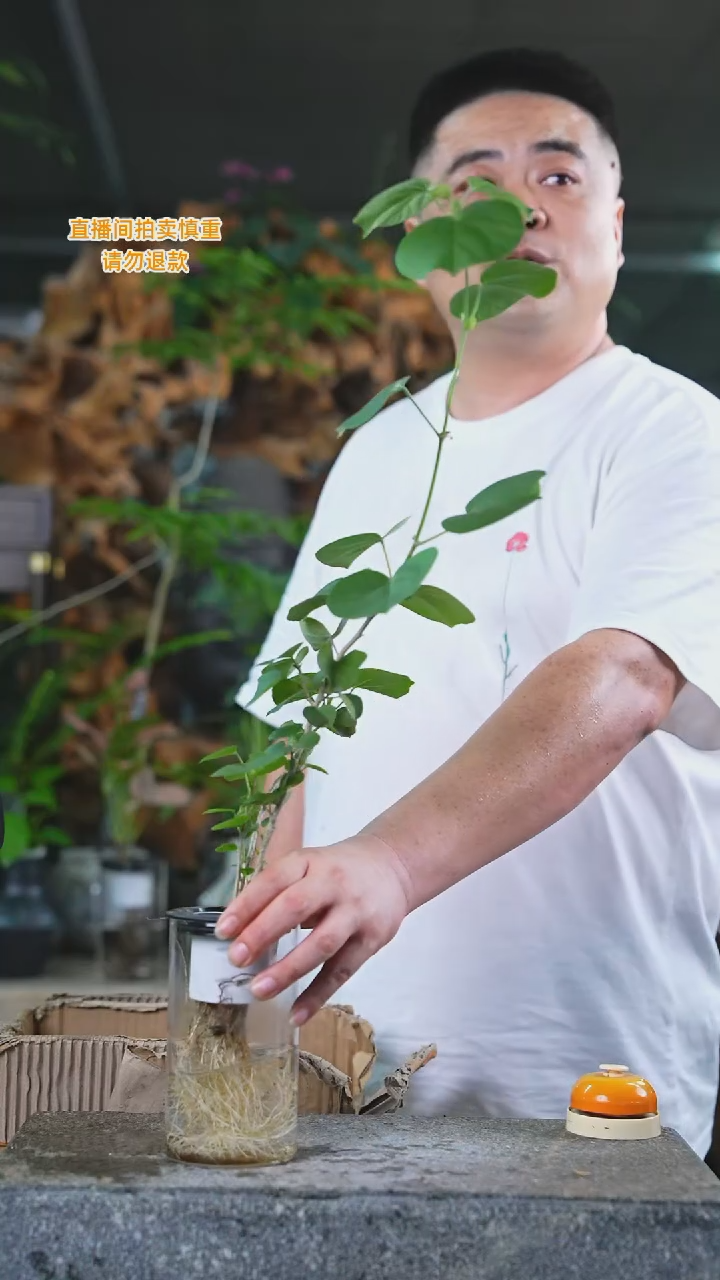 当前无花栽培后可以开花滨朴（按直播间标准挑）018T