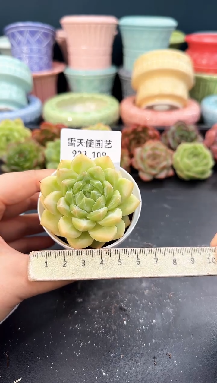923-109青山（冠幅6cm）