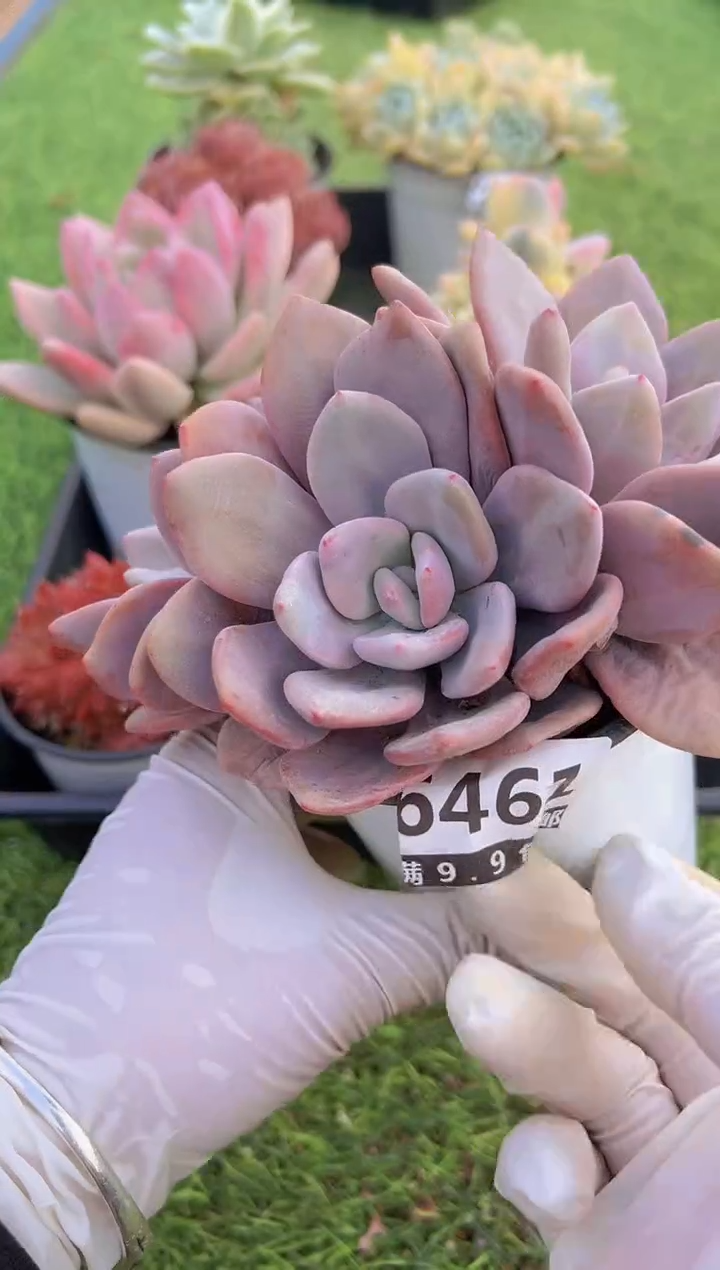 【闪购商品】信福多肉一物一拍