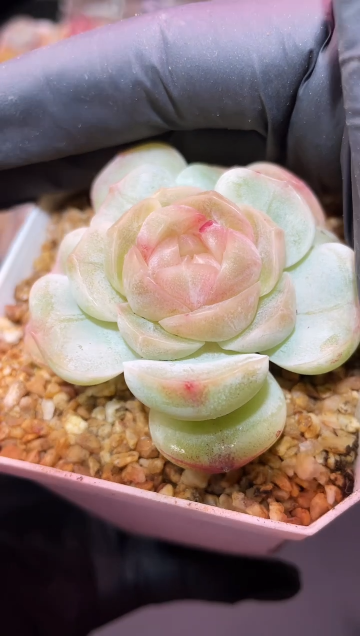 闪购473 小西米多肉一颗  4-4.5厘米