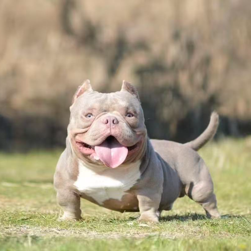 （龍腾家的恶霸犬）狗狗活体