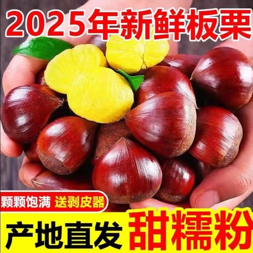 正宗高山老树板栗2025现摘新鲜饱满生栗子菜板栗大板栗带栗爪