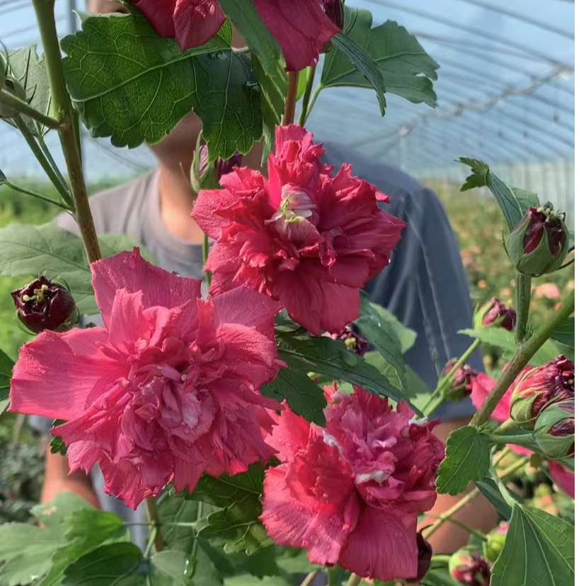 宠粉福利多色木槿花三棵混装盆栽地栽种植耐寒耐热当年开花