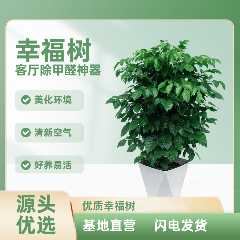 [直播专享]80-90不砍根控根丛生幸福树室内观叶绿植盆栽绿植