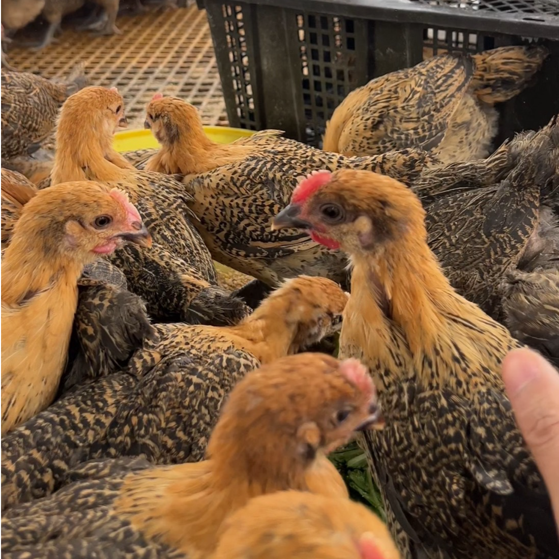 宠物鸡麻羽长尾鸡绿壳蛋鸡半斤发货顺丰包邮