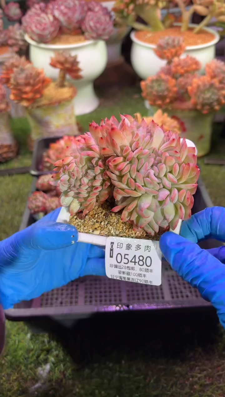 【闪购商品】05480