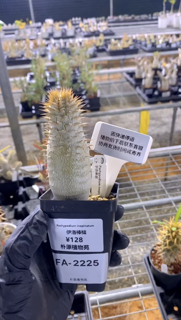 【闪购商品】伊洛棒槌FA-2225