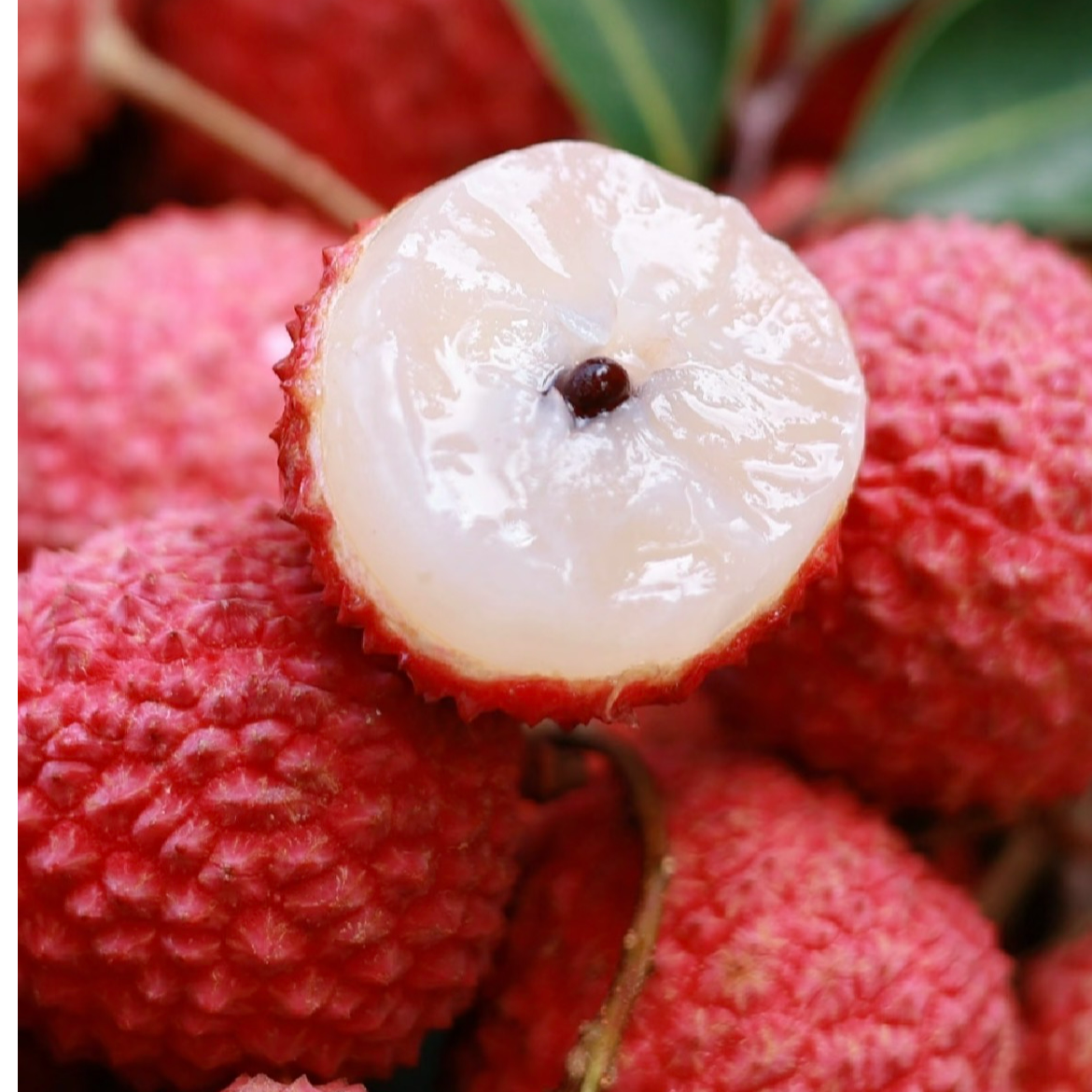 【仅限新华都店】桂味荔枝约500g广东省