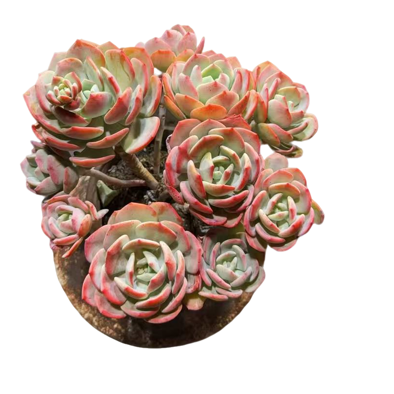 精品多肉 精品白月光 好看好养