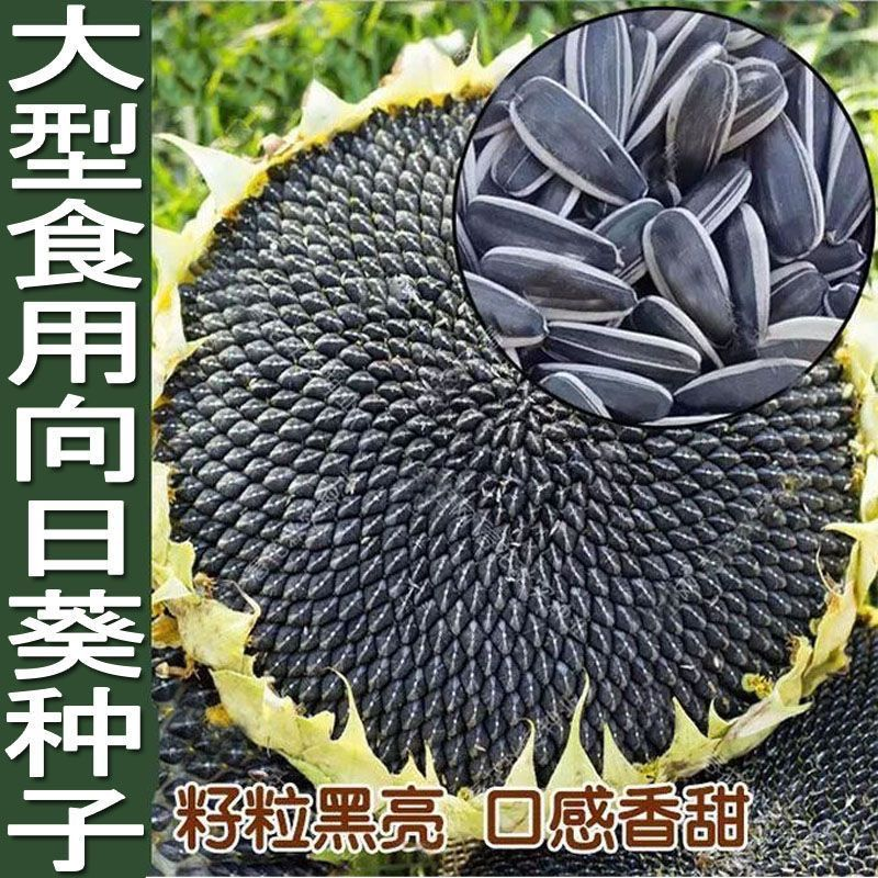 【全店满5元包邮】食用向日葵种子矮杆大粒高产瓜子种子饱满葵花