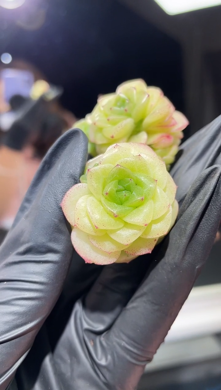 闪购522 怜月多肉一颗  3.5-4厘米