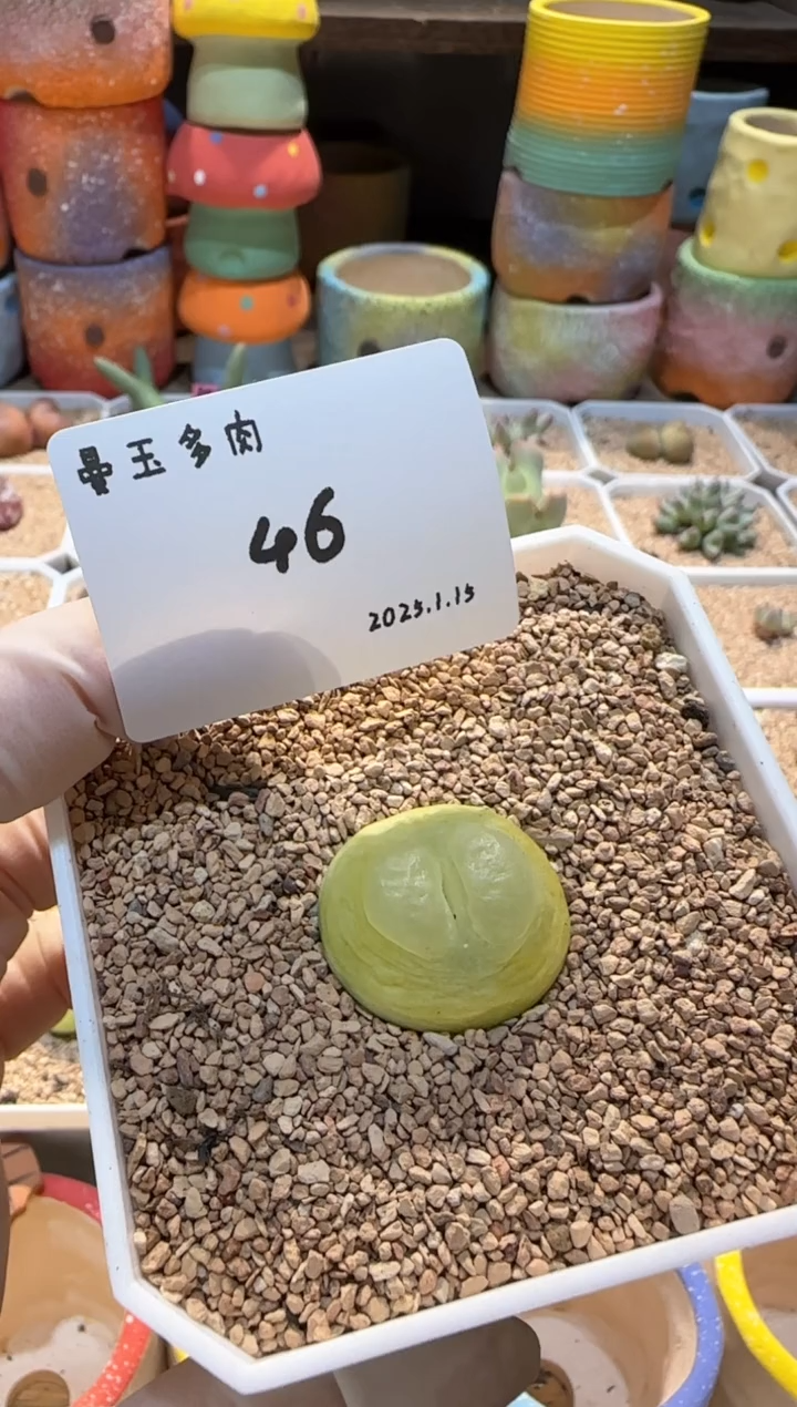 【闪购商品】25.1.15-46DANGEROUS