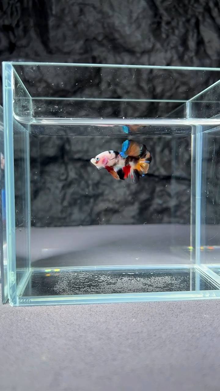 斗鱼竞拍链接A013