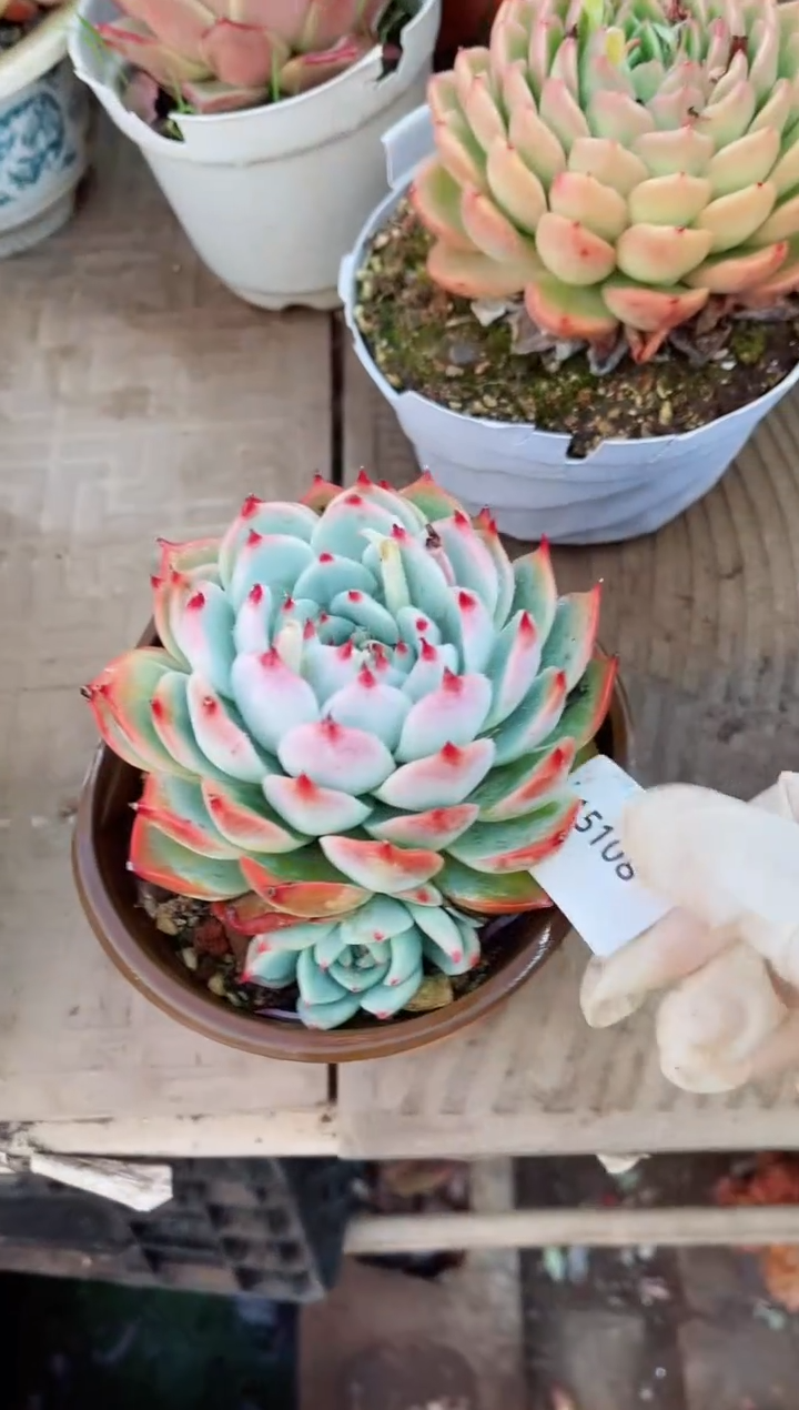 【闪购商品】15108