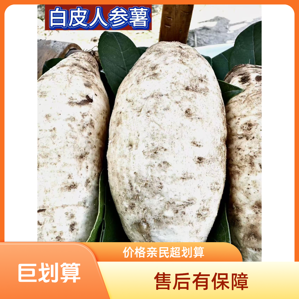 新鲜现挖白皮白心牛奶薯粉糯香甜人参小白薯