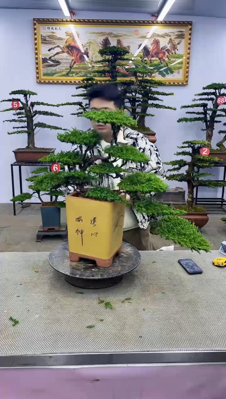 【闪购商品】八斗松/松类活物造型盆景，以直播间截图为啊啊啊啊