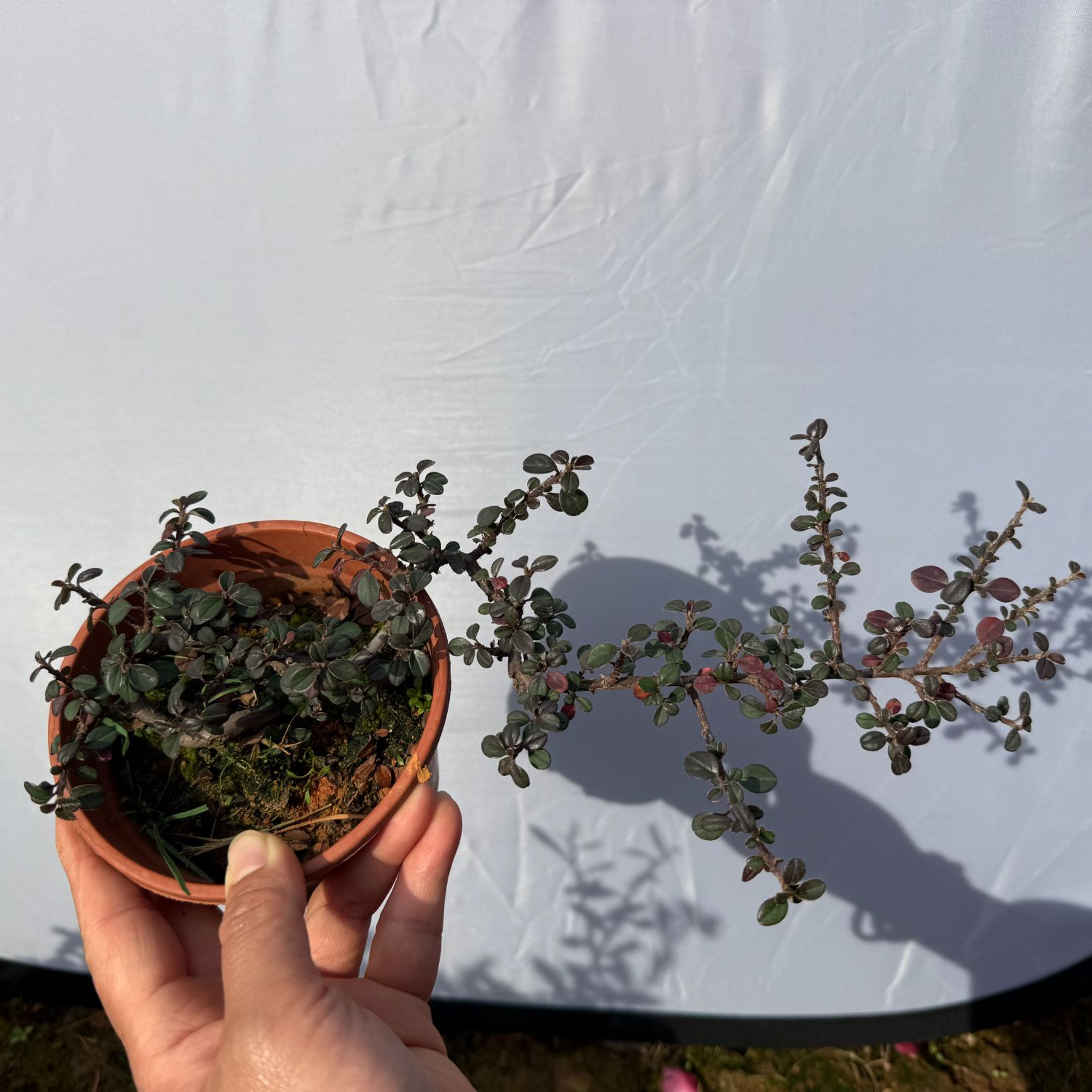 荀子盆景小绿植桌面绿植