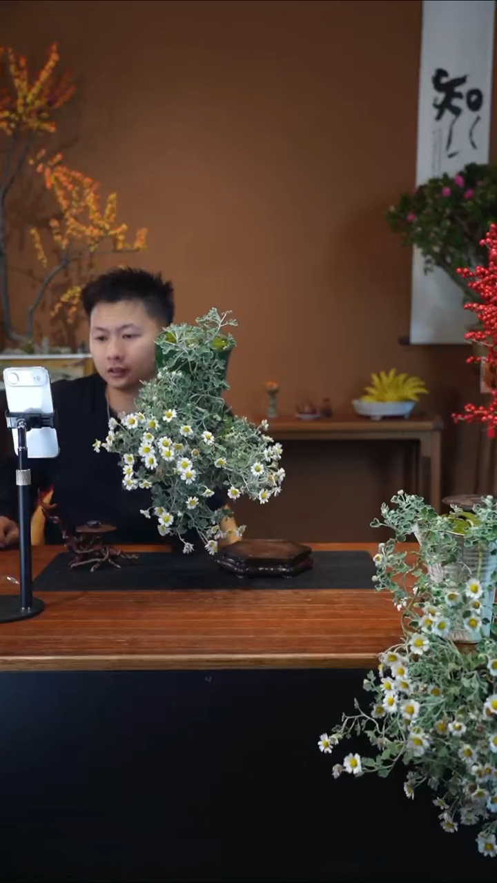 全部花朵雅菊盆景盆景盆景