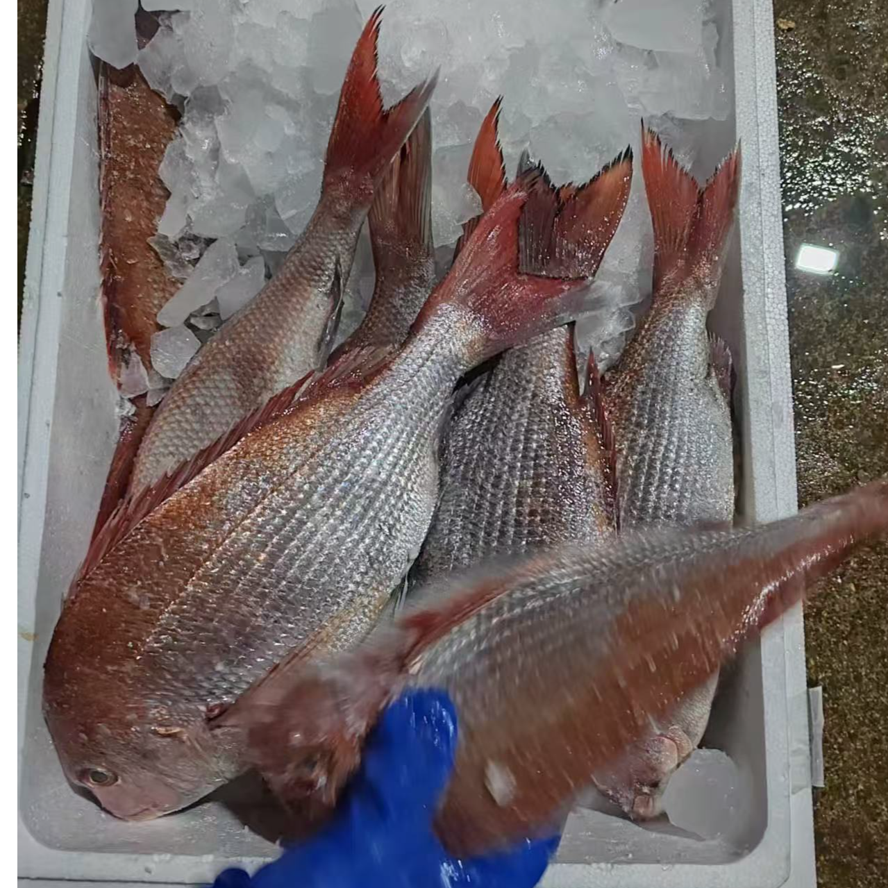 真鲷鱼、红加吉 直播专属四斤起 青岛顺丰包邮 生鲜拍下不退换