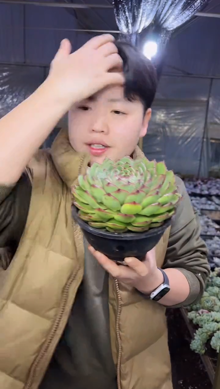 脱土单头起月亮石挑大的5.99