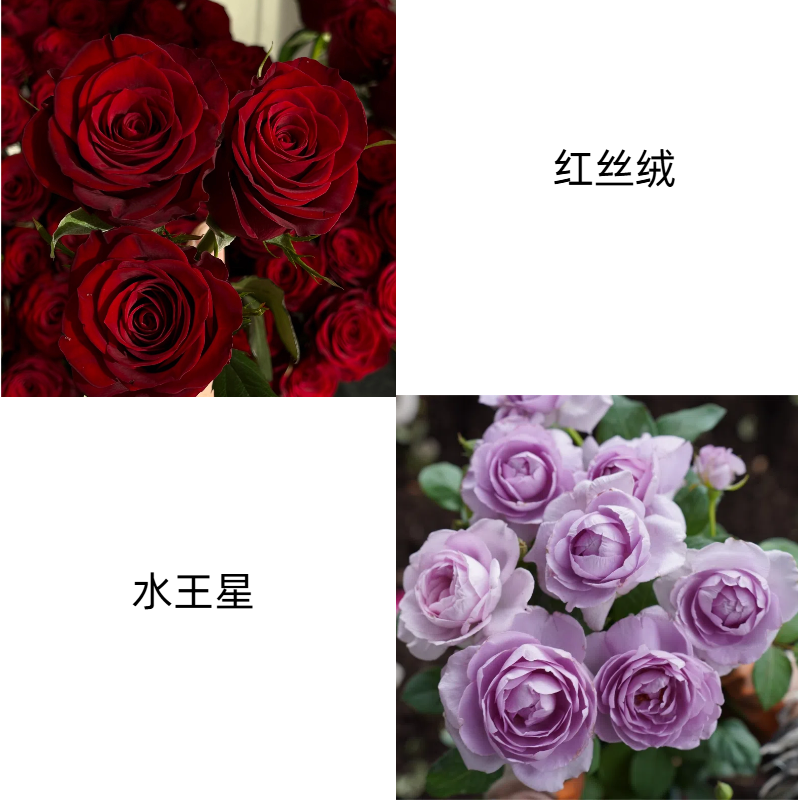 【红丝绒+水王星】大花浓香月季盆栽室内庭院耐热耐寒玫瑰盆栽
