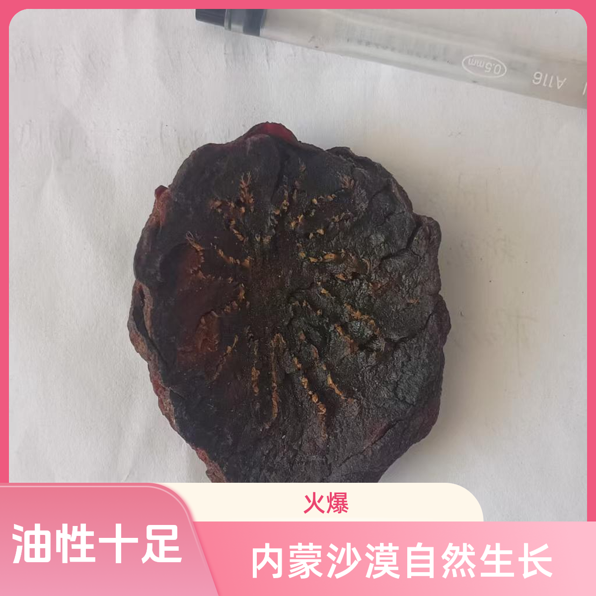 从从蓉蓉内蒙沙漠自然生中药材