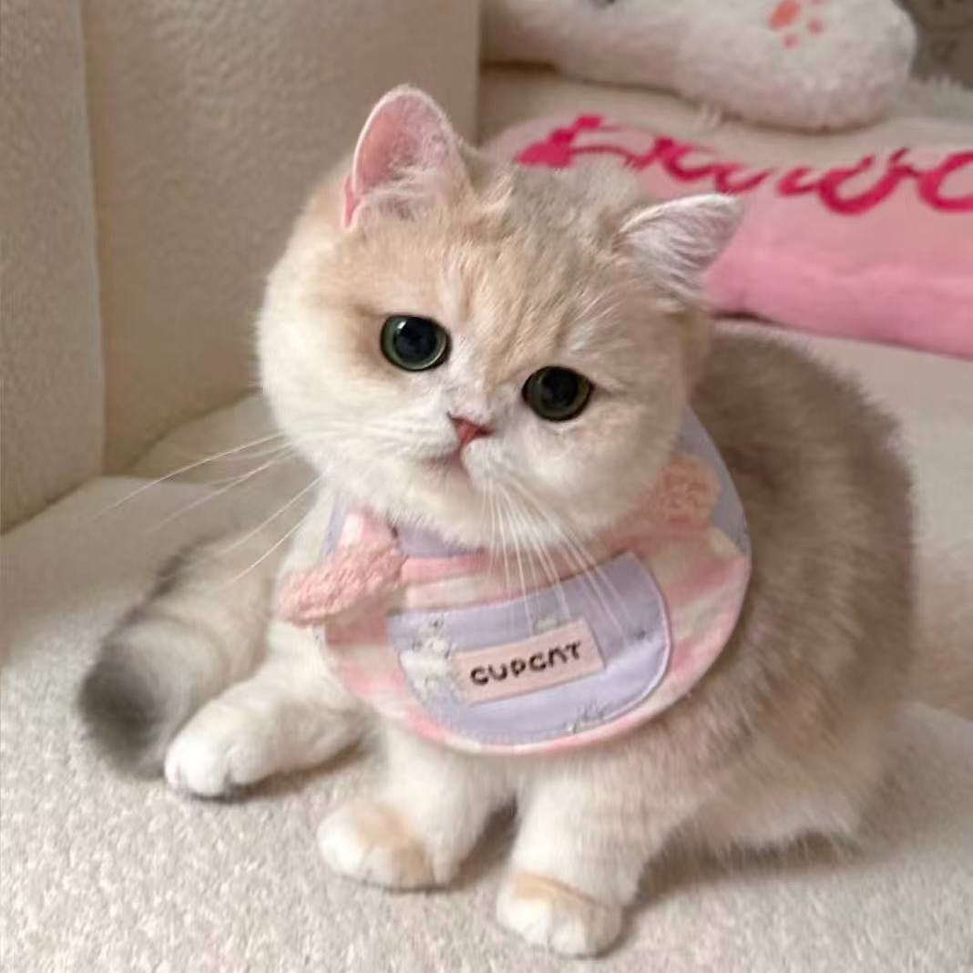 【欢喵来财】全品类猫咪一对一对接，不喜欢全额退
