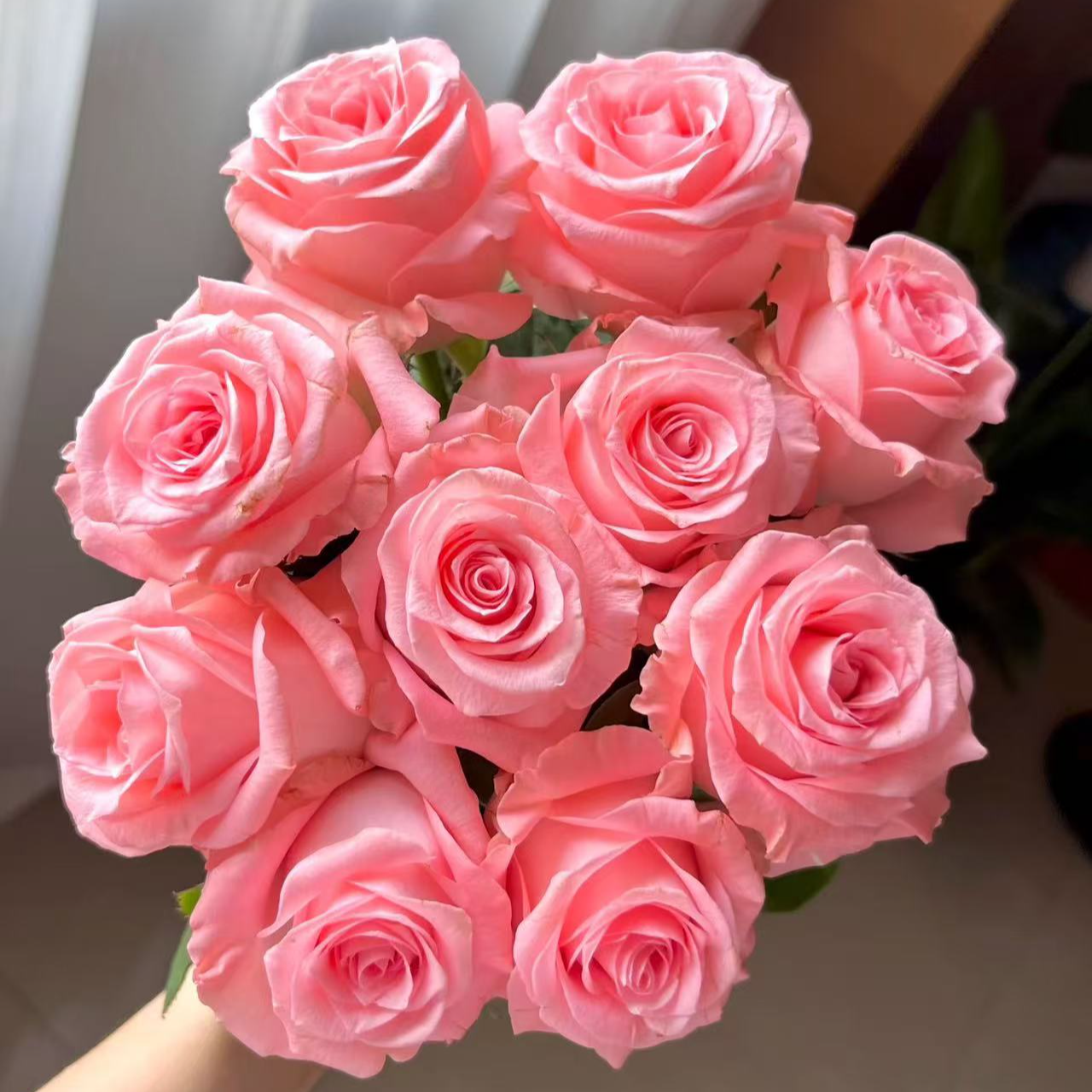 （一单包邮）戴安娜玫瑰鲜花云南基地直发