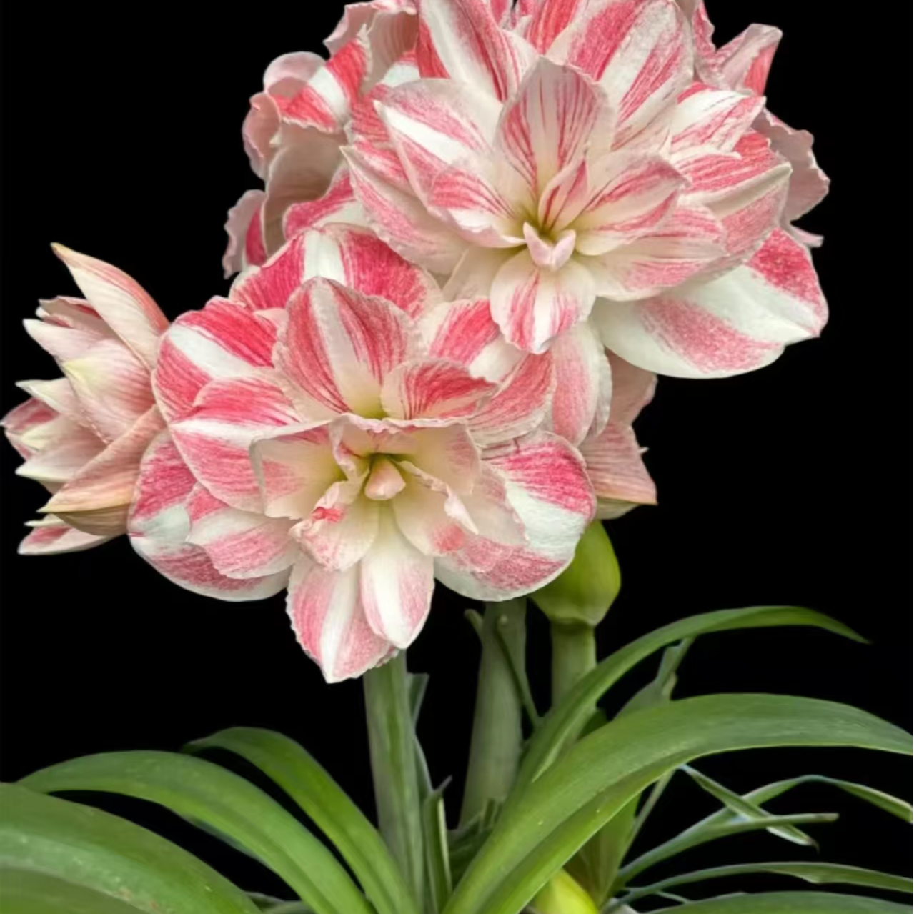 「惊奇铃声」重瓣 秘鲁进口朱顶红种球 实际偏小