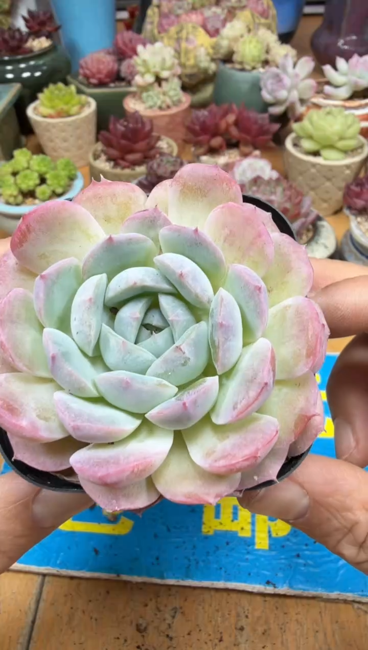 东云多肉园二店-247