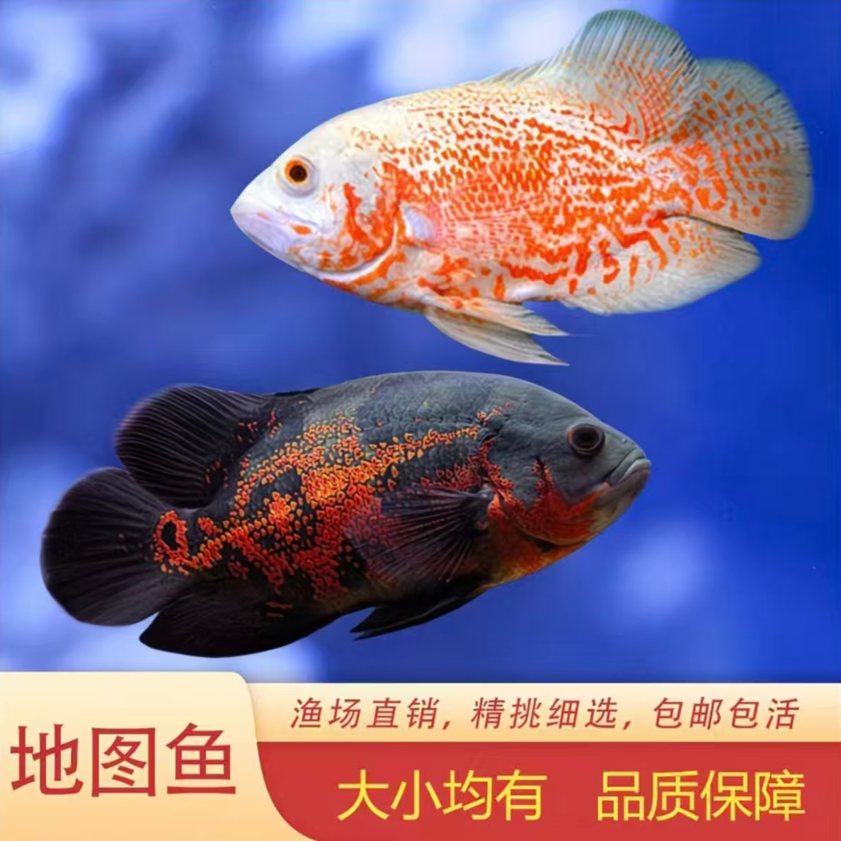 黑白地图鱼活体大型热带观赏鱼皮实好养适合新手