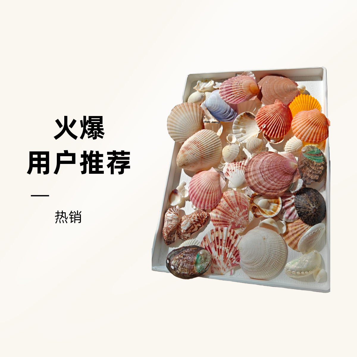 多品种天然海螺贝壳白色红色七彩珍藏大中小diy美术装饰灯饰创意