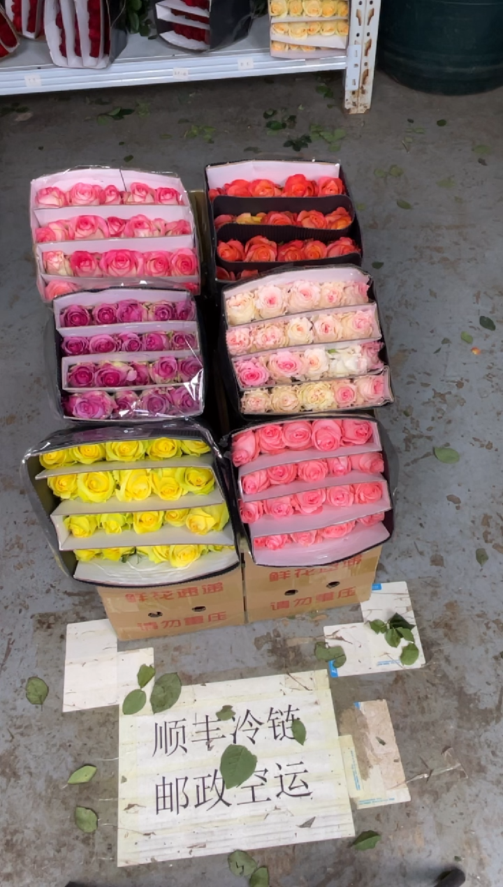 单头玫瑰60枝（任意3个品种）