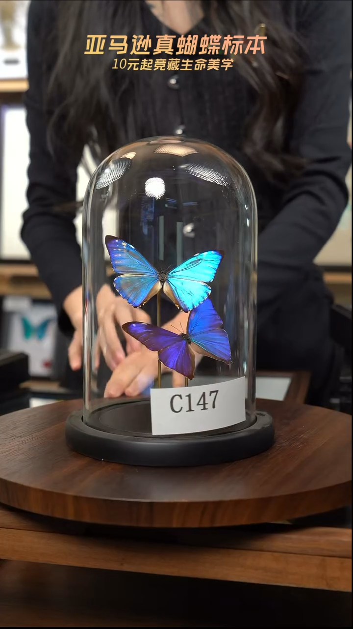 西风+小蓝蝴蝶标本摆件竞拍c147