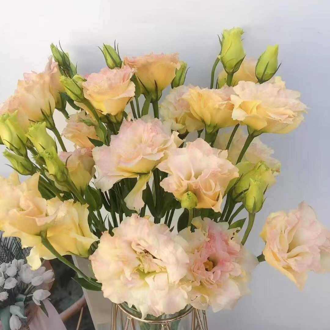 【洋桔梗】全场一单顺丰/德邦/两单加保鲜剂和配草