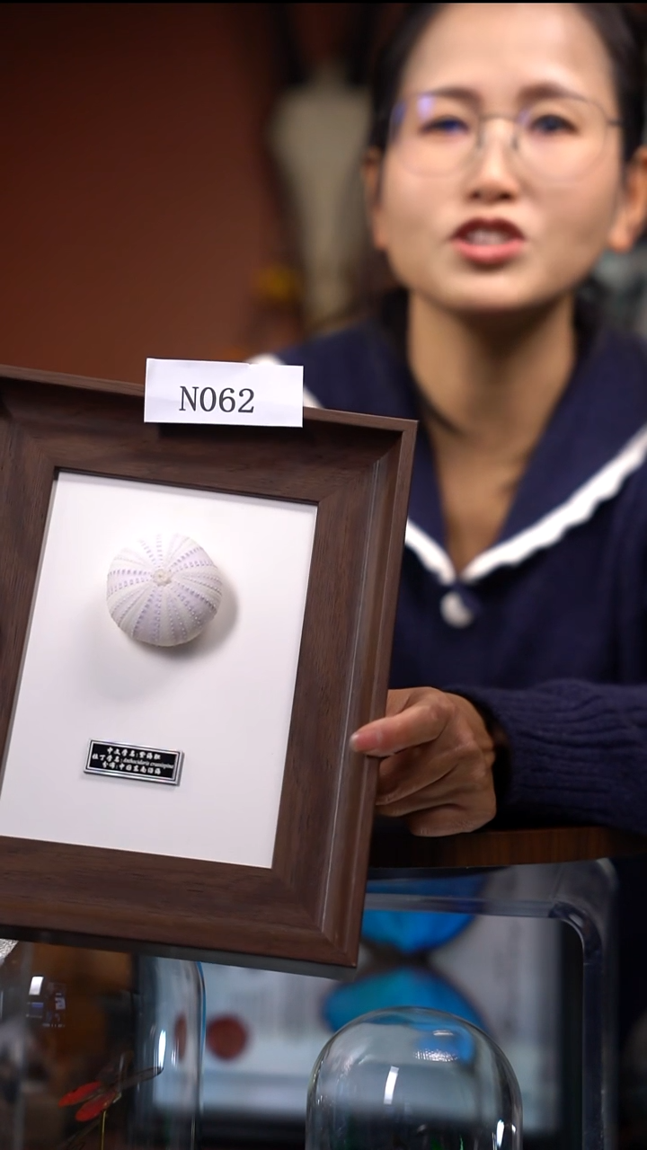 桃*N062    海胆相框款