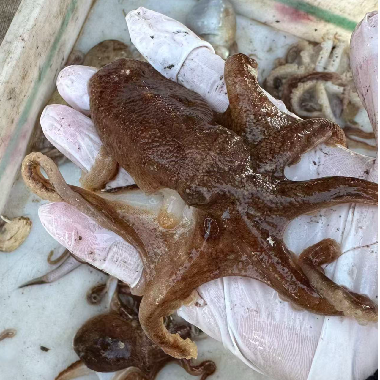 青岛本地野生海捕八代  短腿  大小不一介意勿拍 