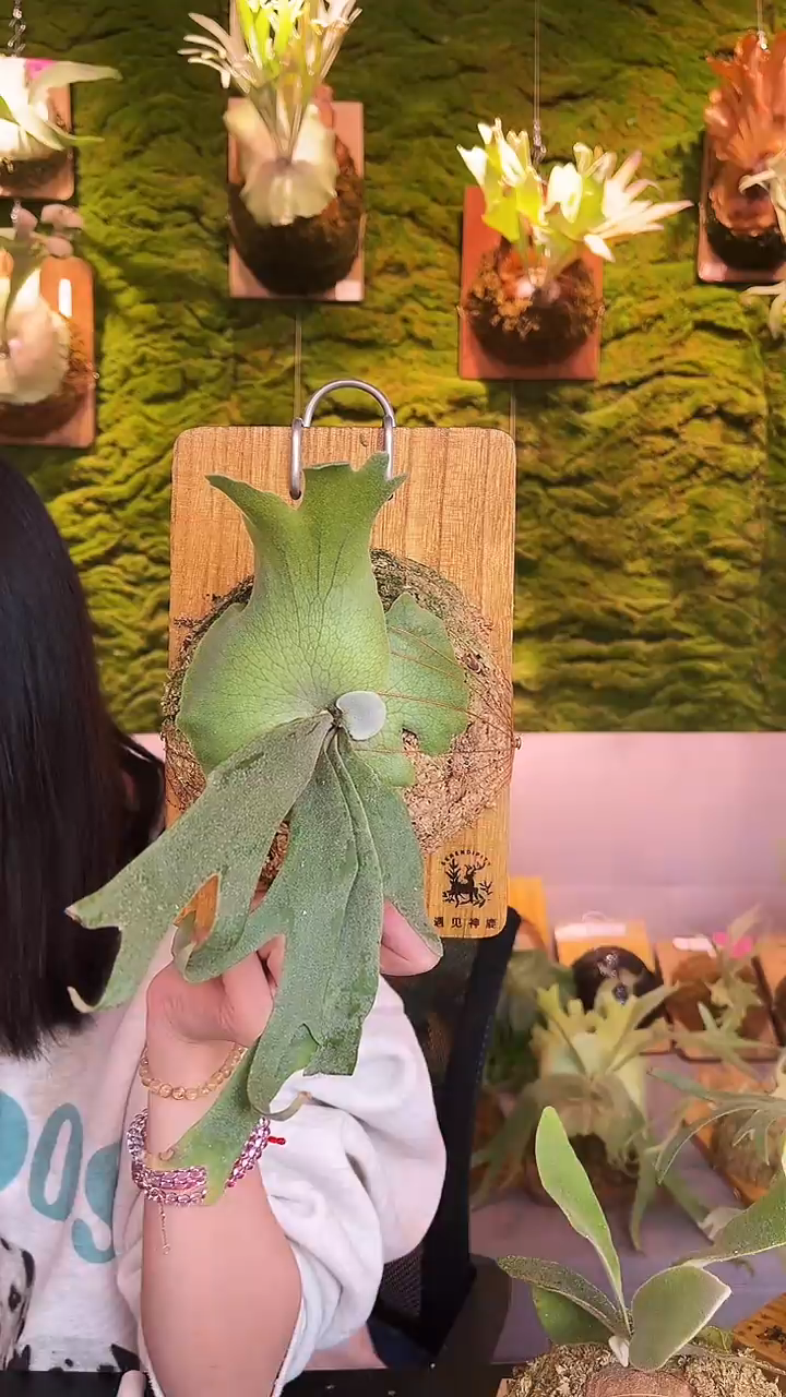 不开花植物泰国stem AR混凤凰