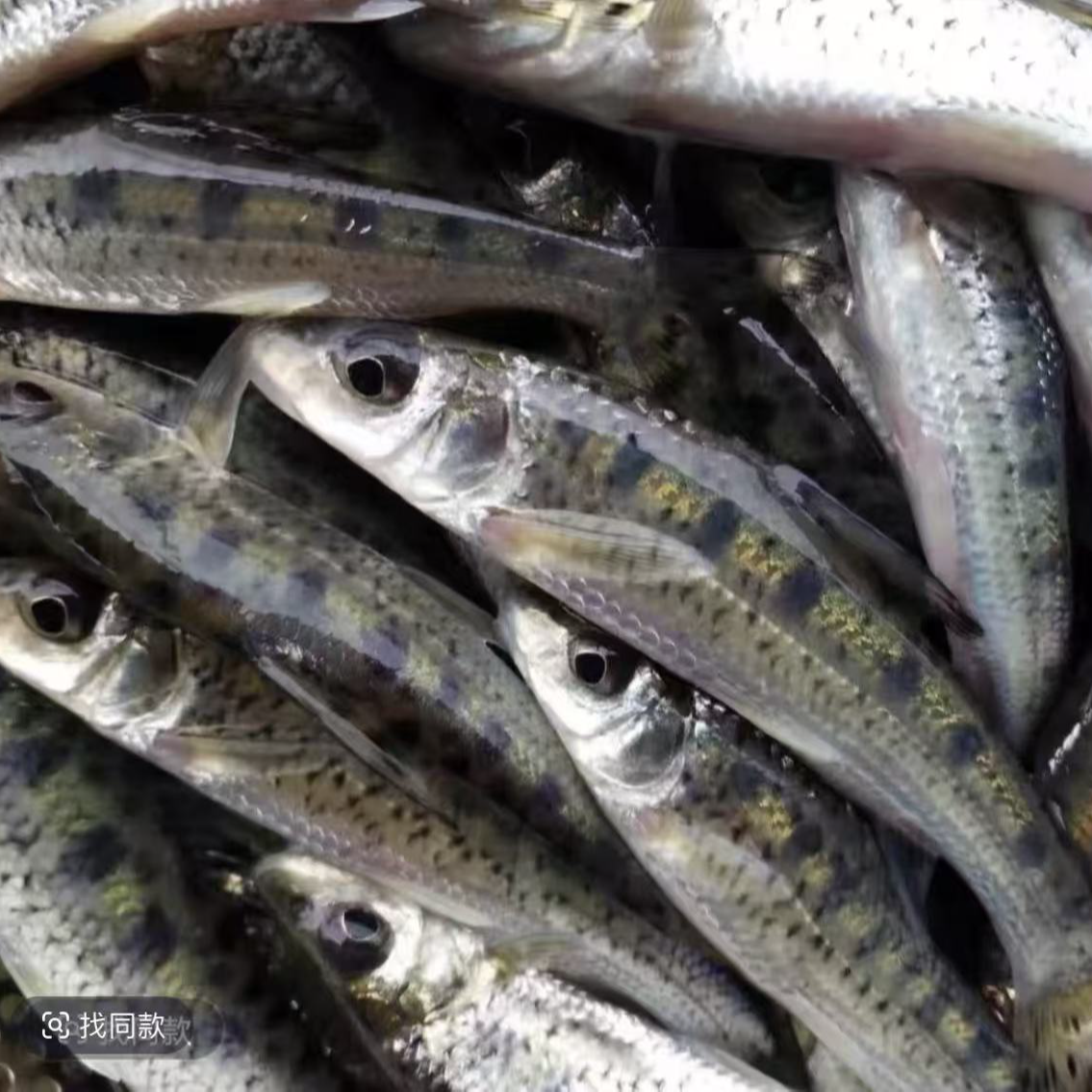 四川冰鲜现捞花骨鱼土凤鱼生态养殖