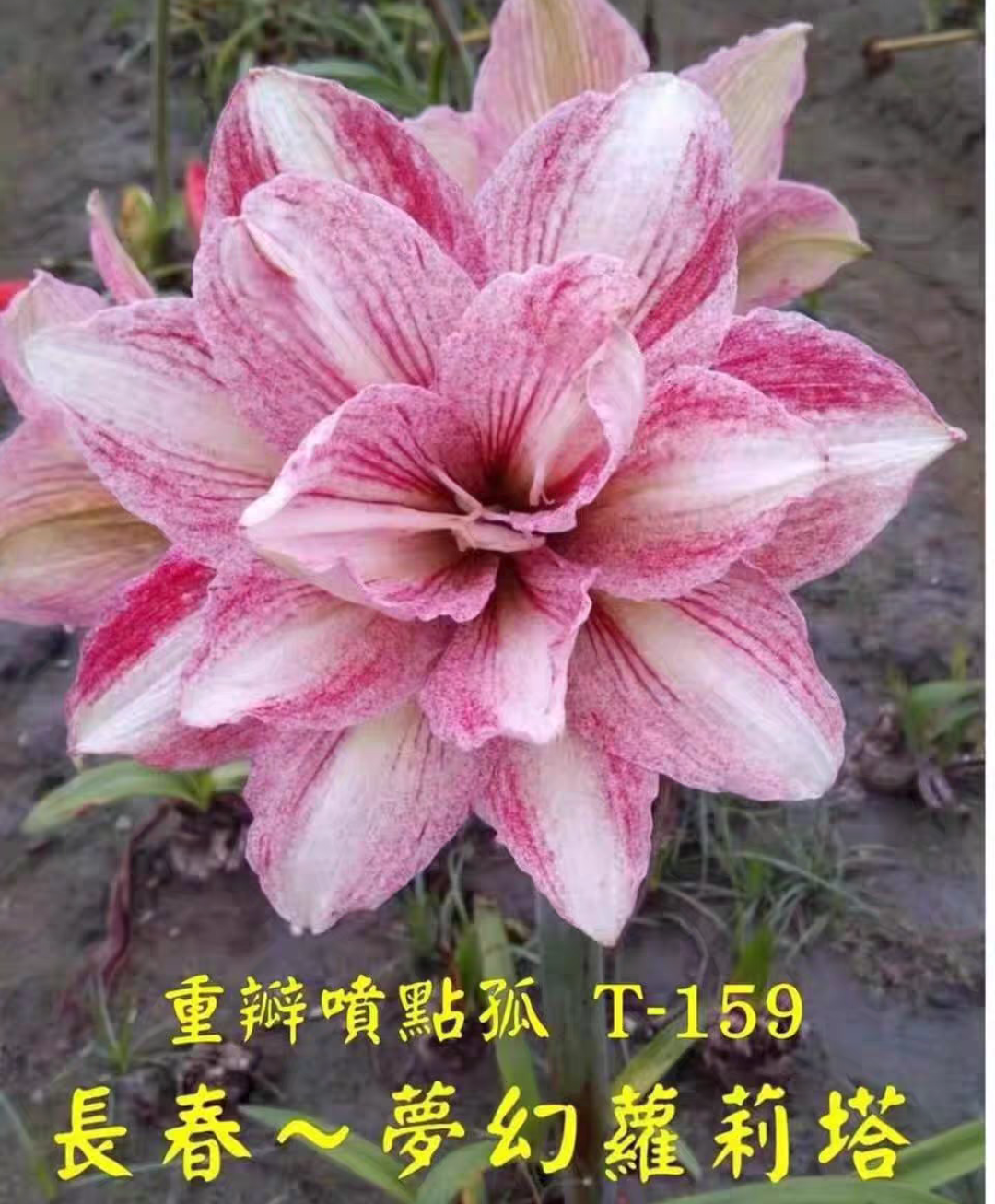 朱顶红-梦幻洛丽塔坨坨，主球4带27侧，包对版，不包后期养护。