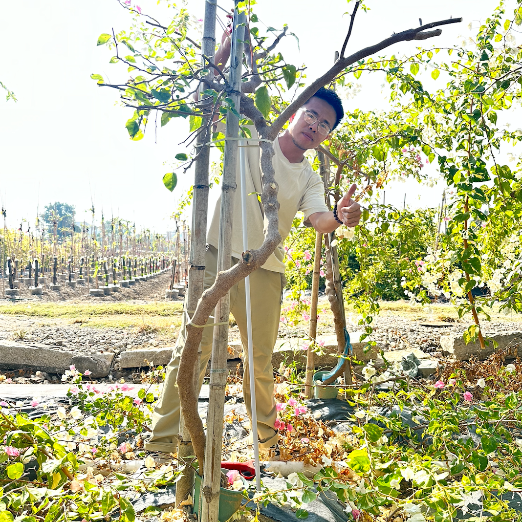 【生桩】金心橙白原生桩三角梅地里现挖好养标哥白亩花园【看视频】